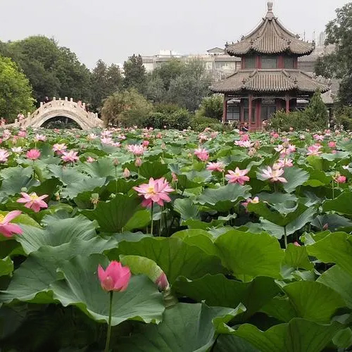 河北旅游景点-古莲花池