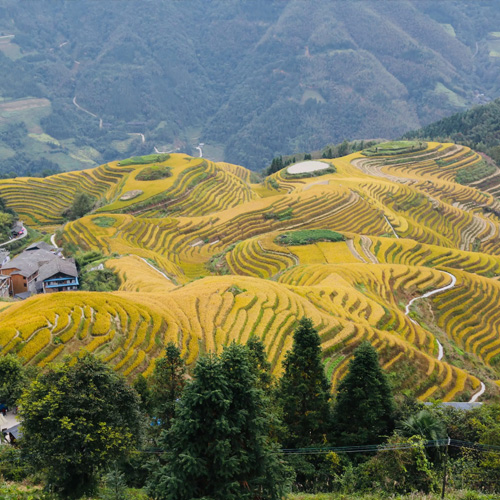 广西旅游景点-龙脊梯田